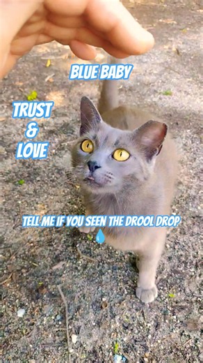 Belly, Drool and Dolphin!💘 Amazing Street Cat #shorts