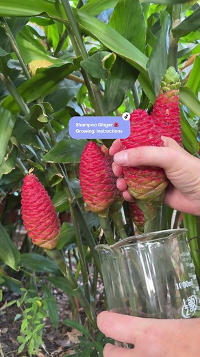 Shampoo Ginger is by far my favorite and most used plant here on my farm. I use it to wash my hands and my hair. It smells amazing and is a very attractive plant both indoors and outdoors. Shampoo Ginger Instructions For USDA Growing Zones 8b Hardy outdoors all year round and may be planted in the ground directly. They will remain dormant until they receive both regular watering AND temperatures are CONSISTENTLY in the mid 70's or above. If your soil is very sandy, it would be helpful to work so