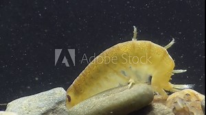 Gewöhnlicher Flohkrebs, Gammarus pulex