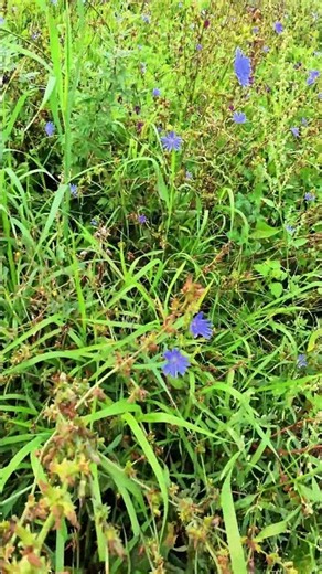 WILD CHICORY BLOOMING IN THE HEART OF THE CITY 💙🌿 #Chicory #Wildflowers #UrbanNature #Nature #Summer