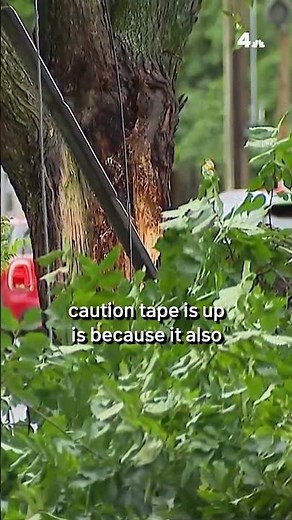 Tree falls into power line, setting leaves on fire during powerful DC storm | NBC4 Washington