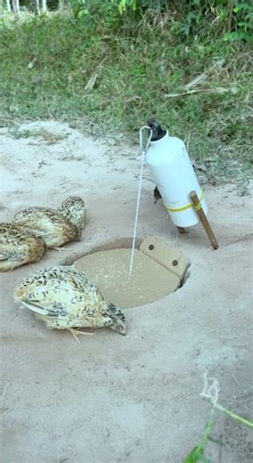 Creative Simple DIY Bird Trap - Quail Trap #bird trap technique #shorts