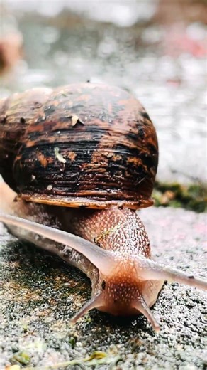 Journey of a Snail