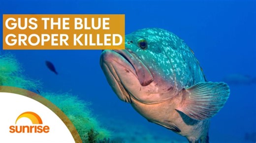 Iconic blue groper killed on Sydney beach