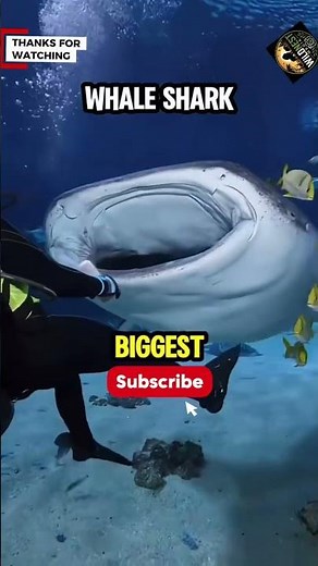 Top 5 Most Incredible Creatures in the Ocean