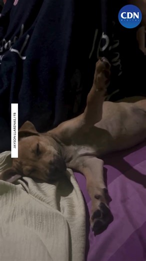 992K views · 45K reactions | TULOG NA BA ANG FUR BABY?   WATCH:...