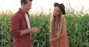 Loving romantic couple picking corns in the field. hungry man and woman examining ear o corn, checking it , going to eat lifestyle free spare time slow motion leisure