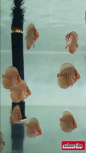 Raising discus fry in the breeding hall 🐟😍 #Aquarium #fishbreeding #discusfish #discusbreeding