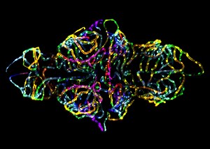 Best Microscope Photos of the Year