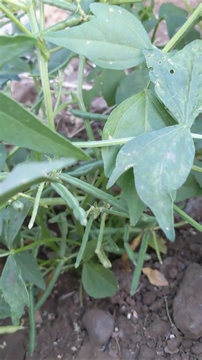 Moth Bean (Matki Dal) Farming 🌱 | Healthy & Protein Rich