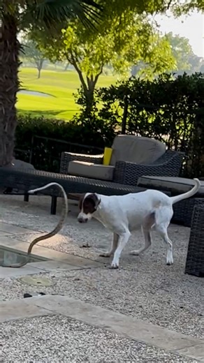 274K views · 2.1K reactions | Horrified owner watches as dog fights snake  | Newsner.com | Facebook