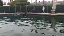 49K views · 1.5K reactions | Phelps has nothing on me. I'm a natural! My first day swimming. | Nyquist | Facebook