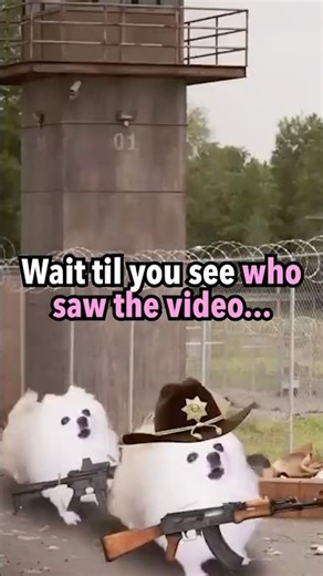 The Borking Dead? Round 2 #thewalkingdead #dogs #memes