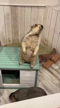 Chubby Marmot’s Healing Mealtime #marmot #shorts