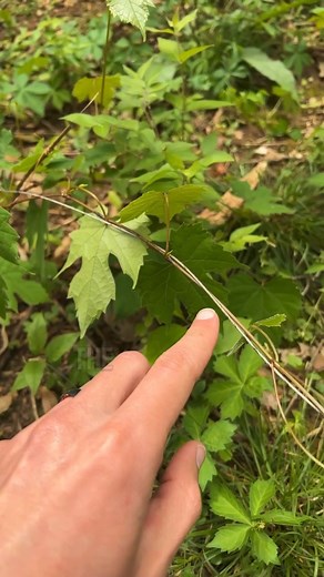 Free Grapes? Just make sure you don’t mistake native grapes (Vitis spp.) for invasive porcelain berry (Ampelopsis spp.) which aren’t easy to process to eat anyway! #foraging #nature #plantidentification #botany | Feral Foraging