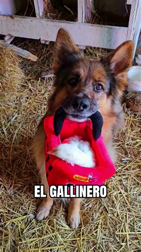 El secreto del perro protector🥺❤️