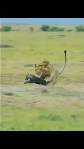 Lion Attacks Hyena Cub | Ultimate Survival in the Wild