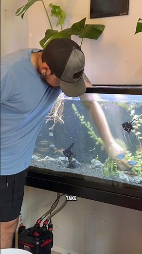 This Tank Needed a Complete Reset 😬 #PlantedAquarium #Aquascaping #Aquarium