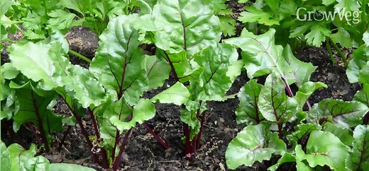 Growing Beetroot from Sowing to Harvest