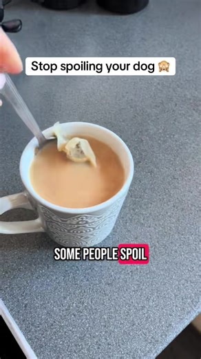 Some people 🤦🏽‍♀️ #cockerspaniel