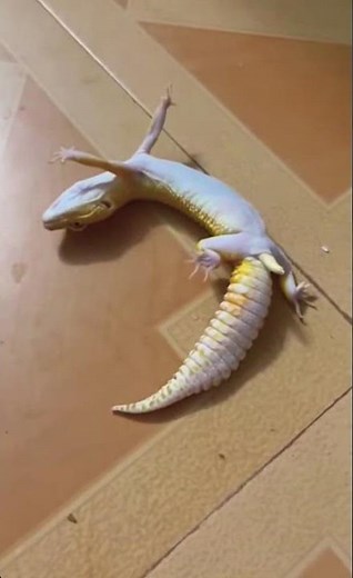 funny leopard gecko clips #leopardgecko