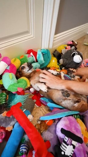 4.8K views · 63 reactions | Surprising Humphrey with 100 Toys for his Birthday! #dog #puppy #cute | Jesser | Facebook
