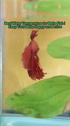 Best Water Temperature for Betta Fish | Keep Your Betta Happy and Active