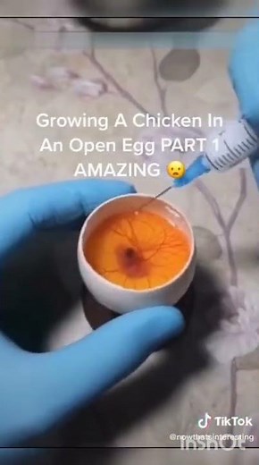 Growing a chicken in an open egg time lapse