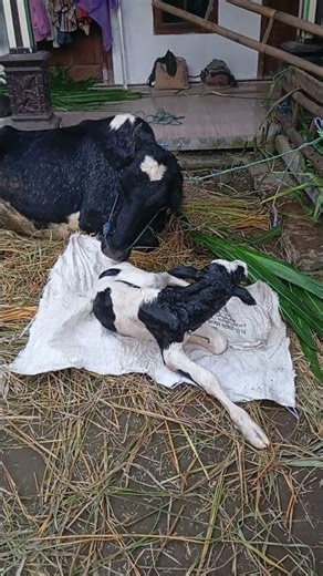 Sapi perah Baru Melahirkan