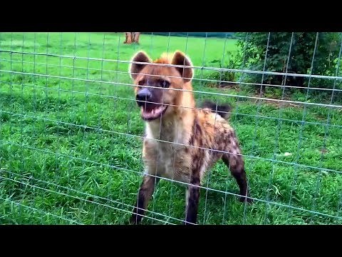 Laughing Hyena