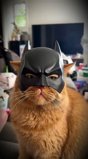 “Chubby Cat Gets Batman Mask… Hilarious!