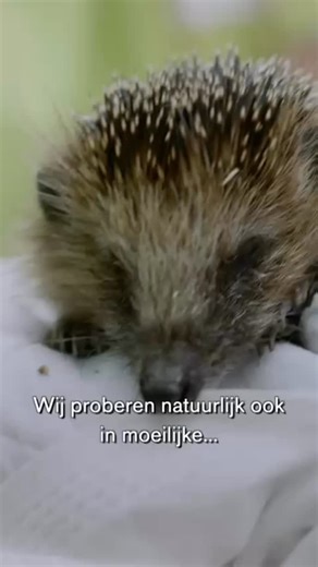 Dierenbescherming on Instagram: "Vinden jullie het ook zo’n prachtig gezicht, de wereld onder een deken van sneeuw? Wij wel hoor! Maar we begrijpen ook dat jullie vragen hebben. Rijden onze dierenambulances met de hevige sneeuwval nog wel bijvoorbeeld? Wat gebeurt er bij code rood? En hoe maken we de afweging om wel/ niet uit te rijden? Het uitgebreide antwoord op deze vragen vind je via de link in onze bio. P.s. Genieten jullie dieren ook van de sneeuw? Of vinden ze het maar koud en nat, en bli