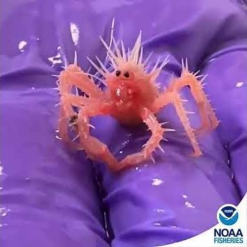 'Tiny, spiky' crab found by NOAA goes viral