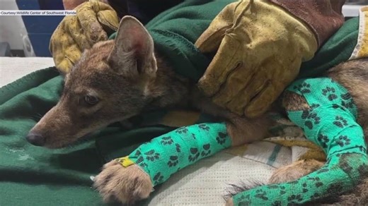 Coyote survives collision with car