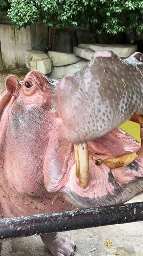 #HippoLove #HippoFacts #WildlifeWednesday #HippoLife #AnimalKingdom #NatureLovers #Conservation #WildlifePhotography | Chubby Hippo