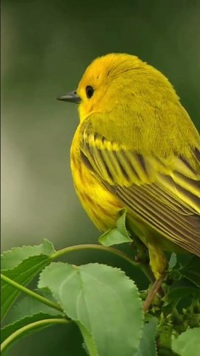 Top 5 Beautiful Yellow Birds in the World |#Birds video | #birds