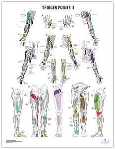 Anatomy Lab Trigger Points II Laminated Poster – Advanced Muscle Pain Referral Chart with Detailed Myofascial Trigger Point Mapping for Clinical or Classroom Use