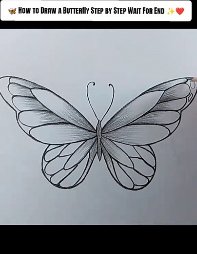 How to Draw a Butterfly Step by Step