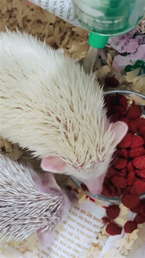 ASMR - Hedgehogs eating crunchy kibble [EATING SOUND]