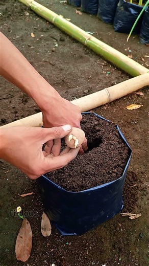 Use dry leaves as a growing medium for potatoes #gardening