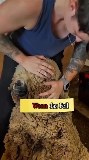 Zwischenton on Instagram: "Schafschur ist kein Job – es ist Präzision, Erfahrung und Respekt vor dem Tier. Ein Moment zwischen Handwerk und Vertrauen. #Schafschur #Handwerk #Landwirtschaft #Tierwohl #ZufriedenZusehen"