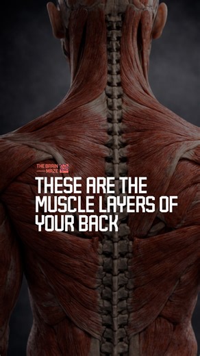 These Are the Muscle Layers of Your Back - The back muscles are a layered network of more than 40 powerful and stabilizing muscles that support posture, protect the spine, assist breathing, and enable controlled movement of the shoulders and torso. | The Brain Maze