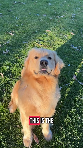 Golden Retriever Life: Adorable Golden Marshmallow Moments