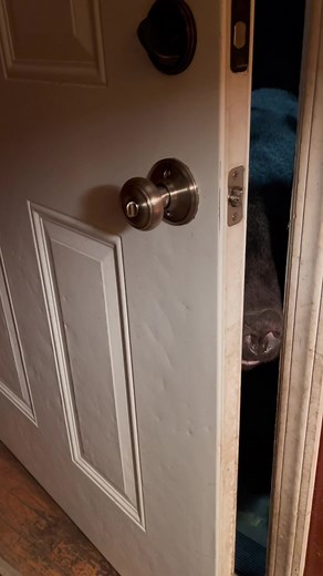 Bear Cub Closing My Front Door | Heartwarming Wildlife Moment!