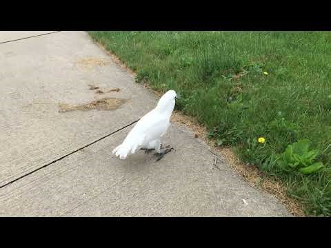Cockatoo busy cleaning the driveway, wonders how Mom let it get so bad...