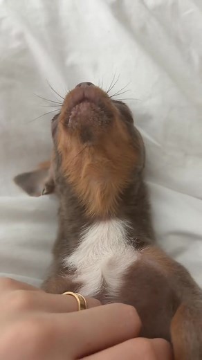 howling to his ancestors 🐶 #chihuahua | Chihuahua Fans Club