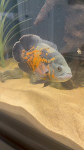 Water change and maintenance on Bulls Coach Billy Donovan’s cichlid tank. We always use the Sicce Ultra Zero Pump to drain the tank fast and efficiently. Quinn stops by every few weeks to clean the tank. Can’t believe it’s been 4 years since we set this up! | Cichlid Bros