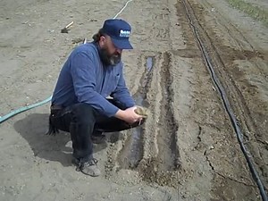 How to Plant Onion Sets