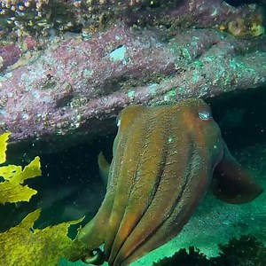 It's time for another one of our top nature pics—as chosen by you! 🍃 This friendly fellow is a giant Australian cuttlefish, the largest of all cuttlefish species. It's found in southern coastal waters of mainland Australia as well as on the east-coast and the west-coast, up to Ningaloo Reef. The cuttlefish an expert at camouflage is capable of changing colour in an instant. Incredibly, they can also change their shape and texture to imitate rock, sand or seaweed! Image: @williamgladstonephotogr