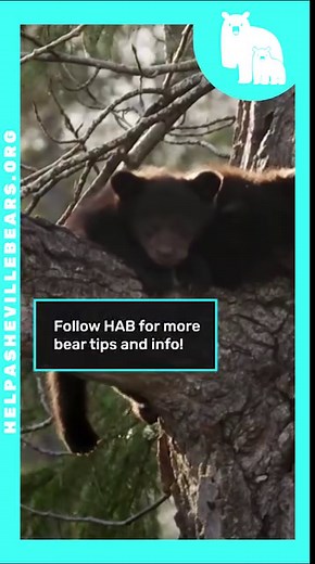 19K views · 804 reactions | Did you know female black bears mate at the same time of year? What happens next is amazing! Find out in this video and follow us for more interesting bear facts and info! ❤ | Help Asheville Bears-HAB | Facebook